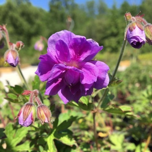 Geranium himalayense 'Plenum' - Suureõieline kurereha 'Plenum' P9/0,55L